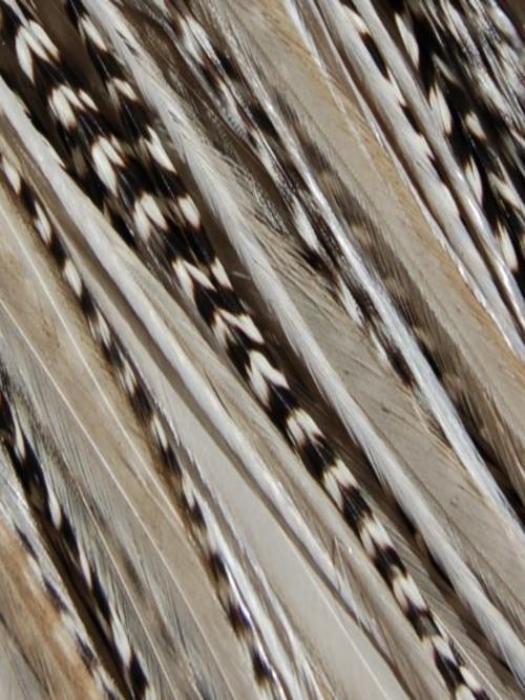 Hair Feathers | Natural Hair - Image 6
